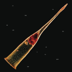 2LP / Leprous / Melodies Of Atonement / Red / Vinyl / 2LP