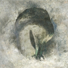 CD / Suma / Ashes