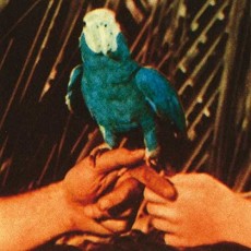 CD / Bird Andrew / Are You Serious / Digisleeve