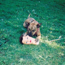 LP / Joyce Manor / Cody / Vinyl