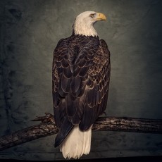 2LP / Clutch / Book Of Bad Decision / Vinyl / 2LP
