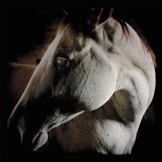 CD / Brother Dege / How To Kill A Horse / Digipack