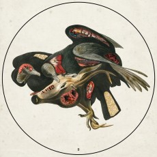 2LP / Clutch / Book Of Bad Decision / Vinyl / Picture / 2LP