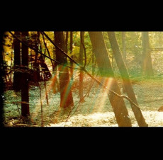 CD / Childish Gambino / Camp