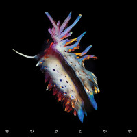 CDSub Focus / Evolve