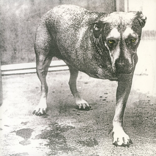 2LP / Alice In Chains / Alice In Chains / Neon Yellow / Vinyl / 2LP