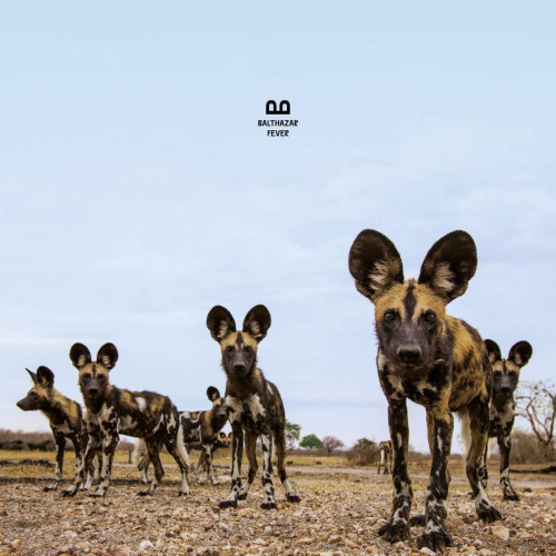 CD / Balthazar / Fever / Digipack