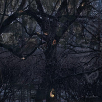 CDTrelldom / By The Shadows / Digipack
