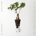 CDShaw Caroline & So Percussion / Let The Soil Play Its Simple..