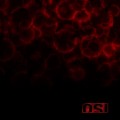 2LPOSI / Blood / Vinyl / 2LP