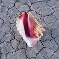 CDKillers / Wonderful Wonderful / Softpack