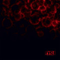 2LPOSI / Blood / Reissue 2023 / Vinyl / 2LP