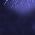 CDAsra / Nocturnal Journey