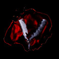 CDBlack Veil Brides / Bleeders / EP
