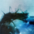 CDThornhill / Bodies