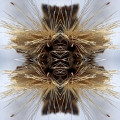 CDYakuza / Sutra