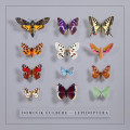 CDEulberg Dominik / Lepidoptera / Digipack