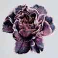 LPSlow Show / Still Life / Purple / Vinyl